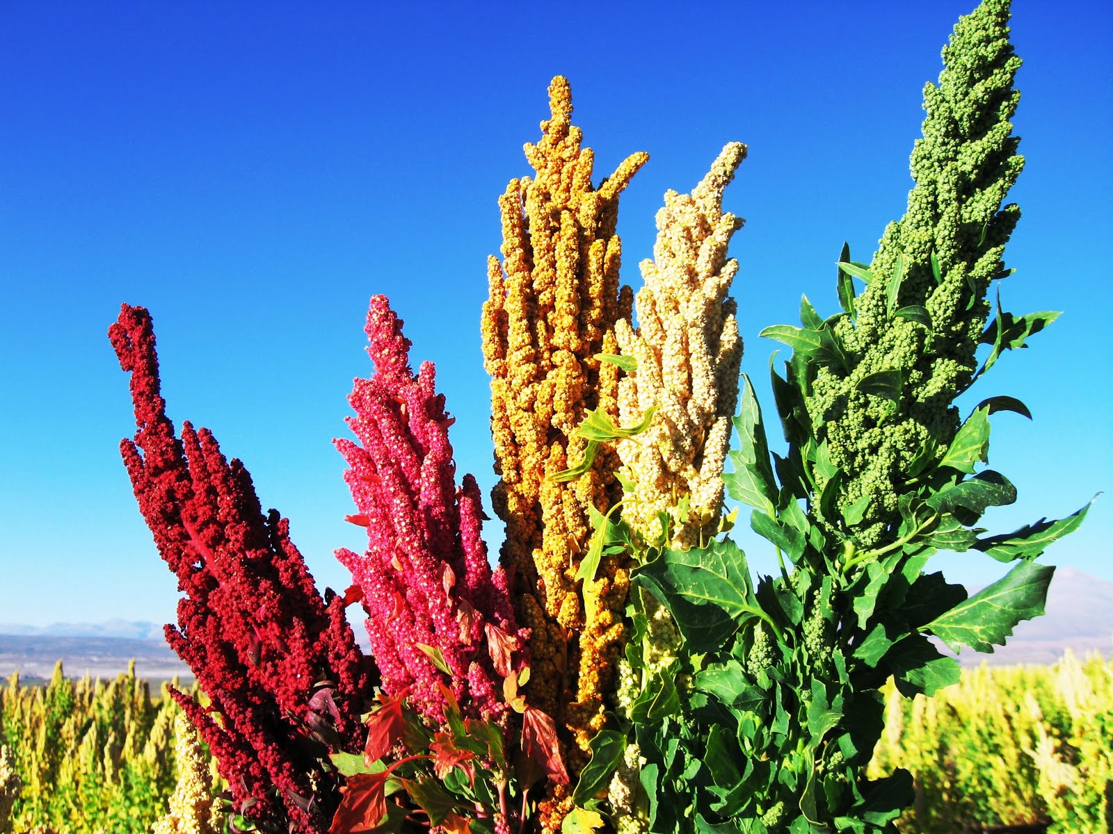 quinoa_plant_II.jpg